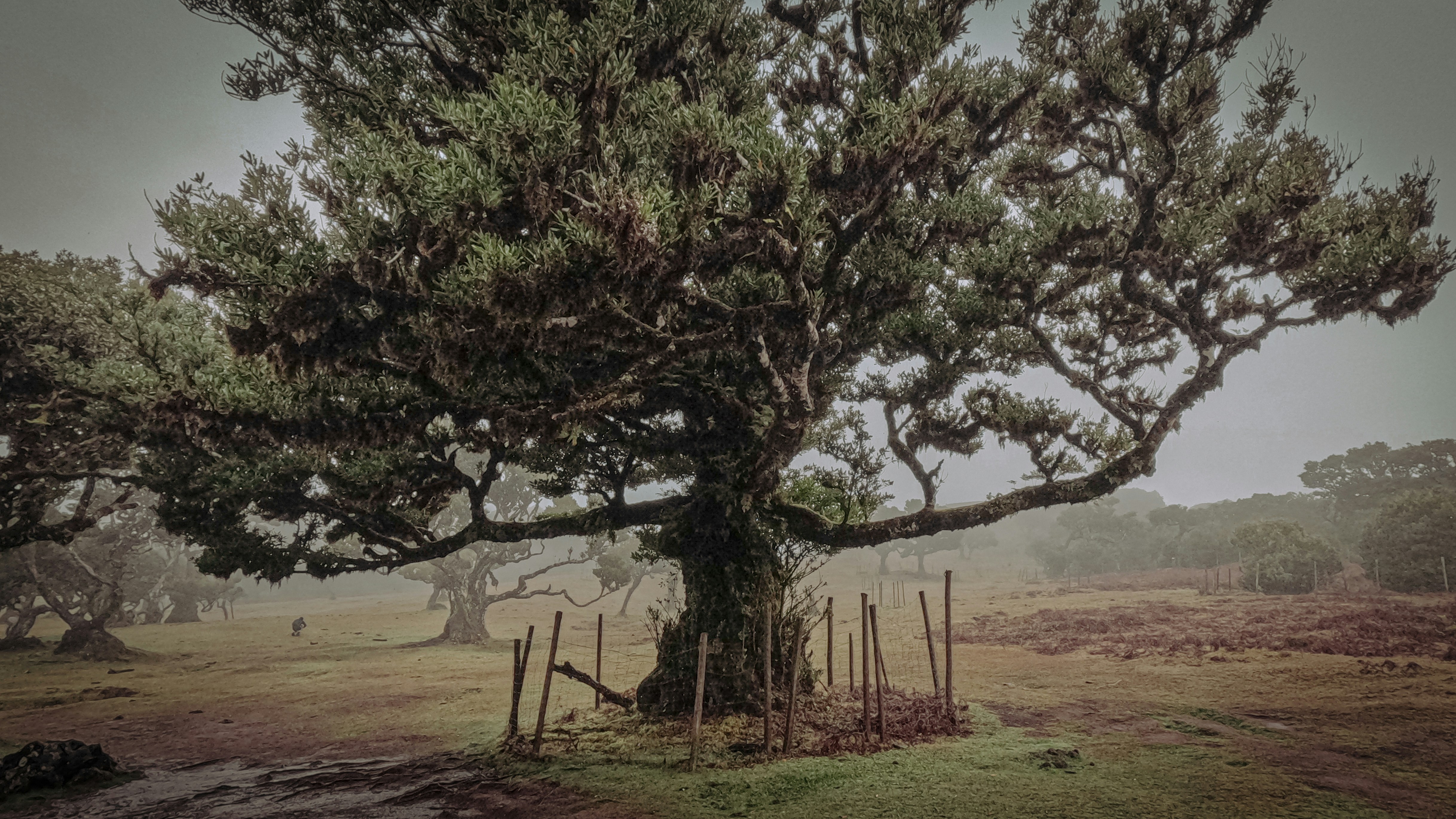 un grande albero in mezzo a un campo