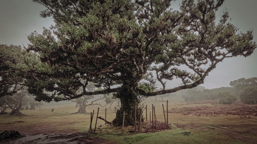 a large tree in the middle of a field