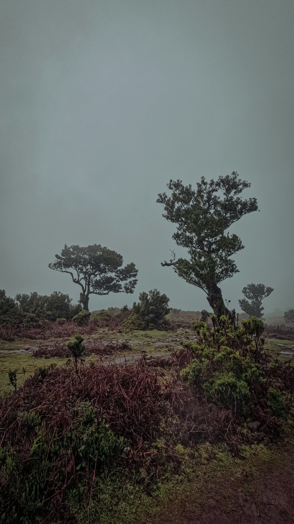 a group of trees in the middle of a field