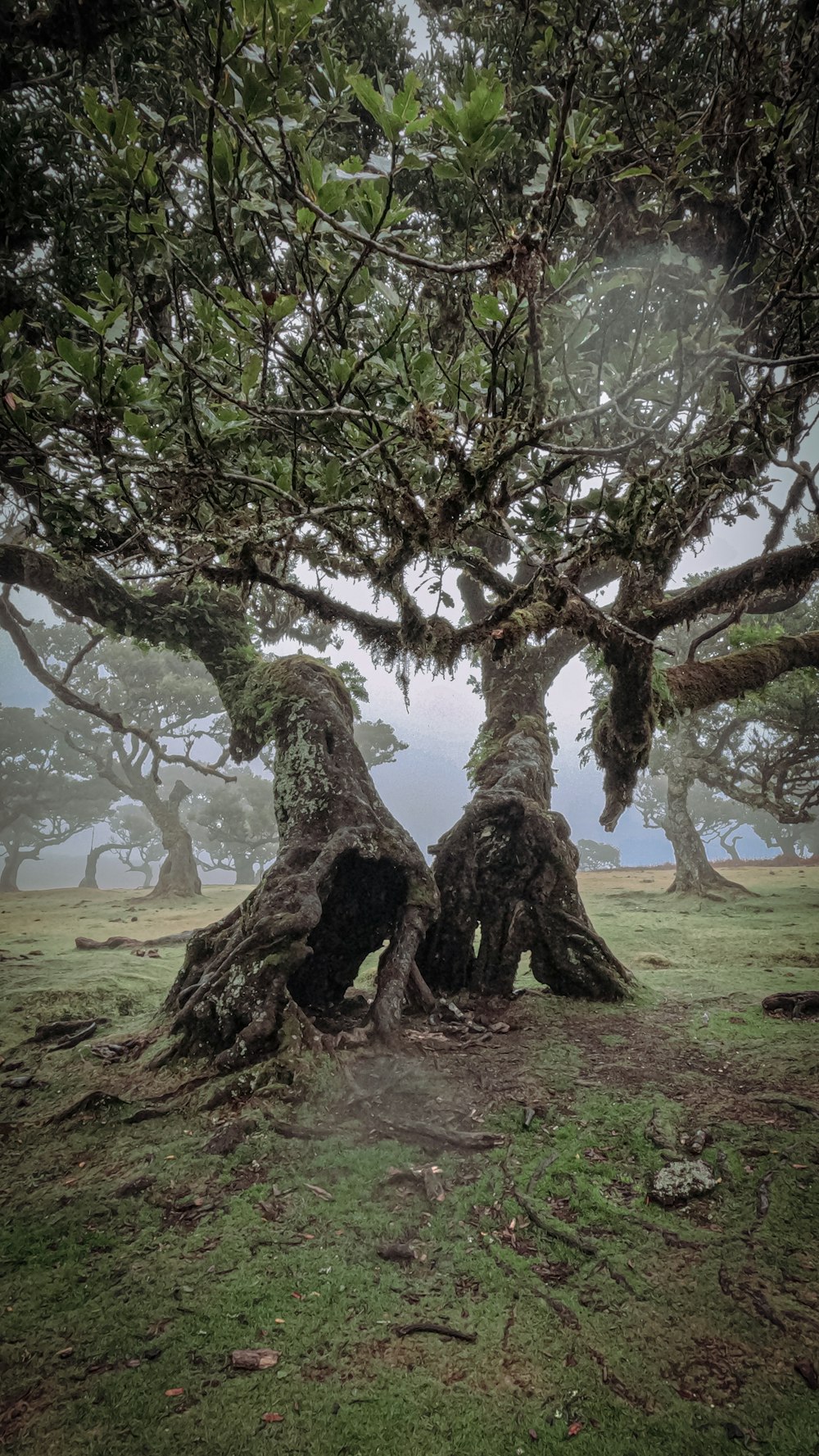 a group of trees that are standing in the grass