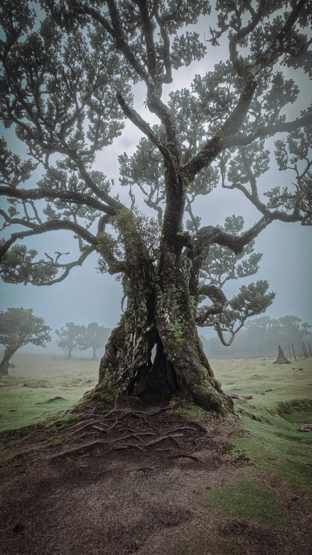 a large tree in the middle of a field