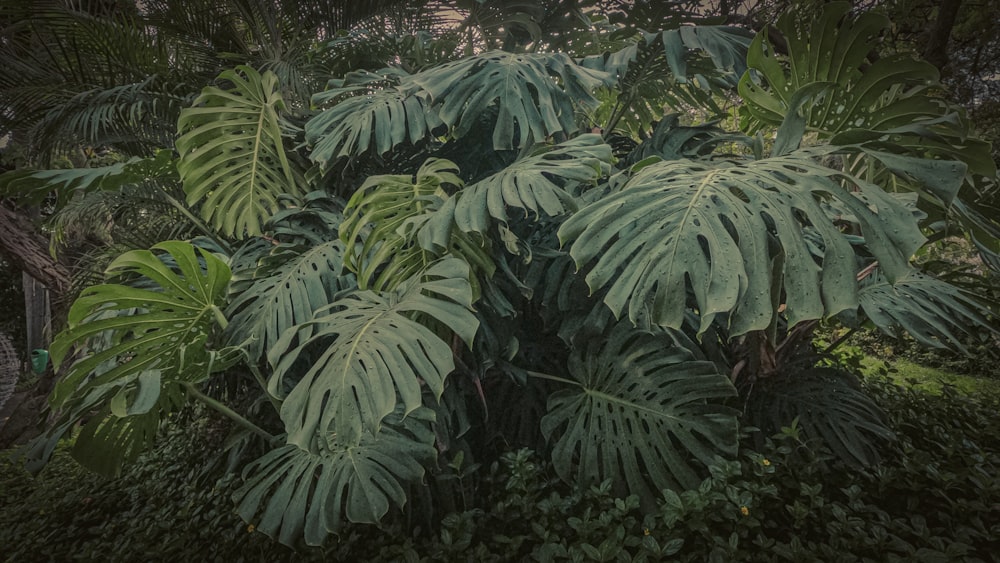 a lush green forest filled with lots of trees