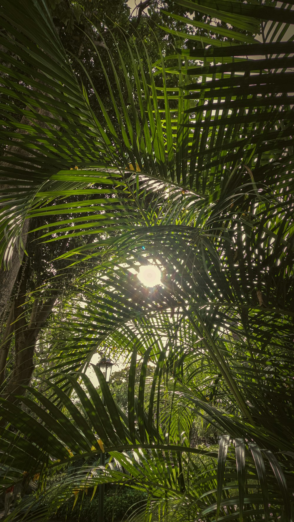 the sun shines through the leaves of a palm tree