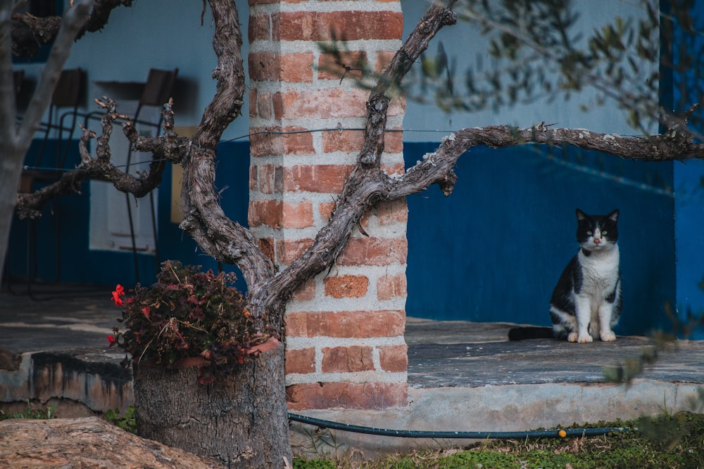 a black and white cat sitting on a porch next to a tree