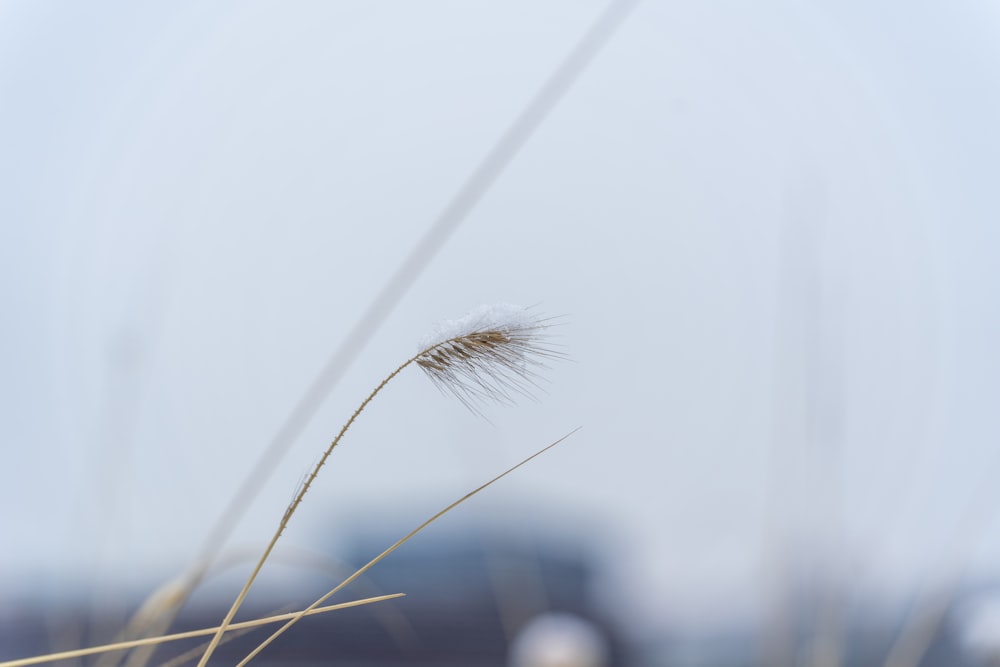 a close up of a plant with a blurry background