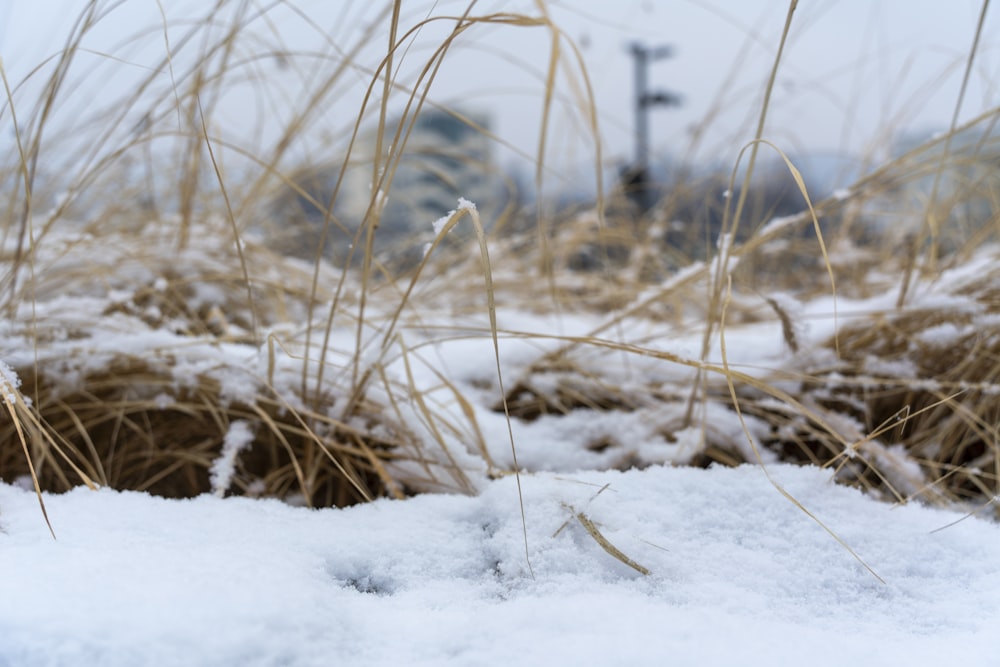 a snow covered field with a street light in the background