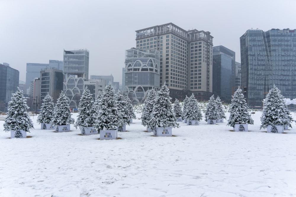 a group of trees in the snow in front of a city