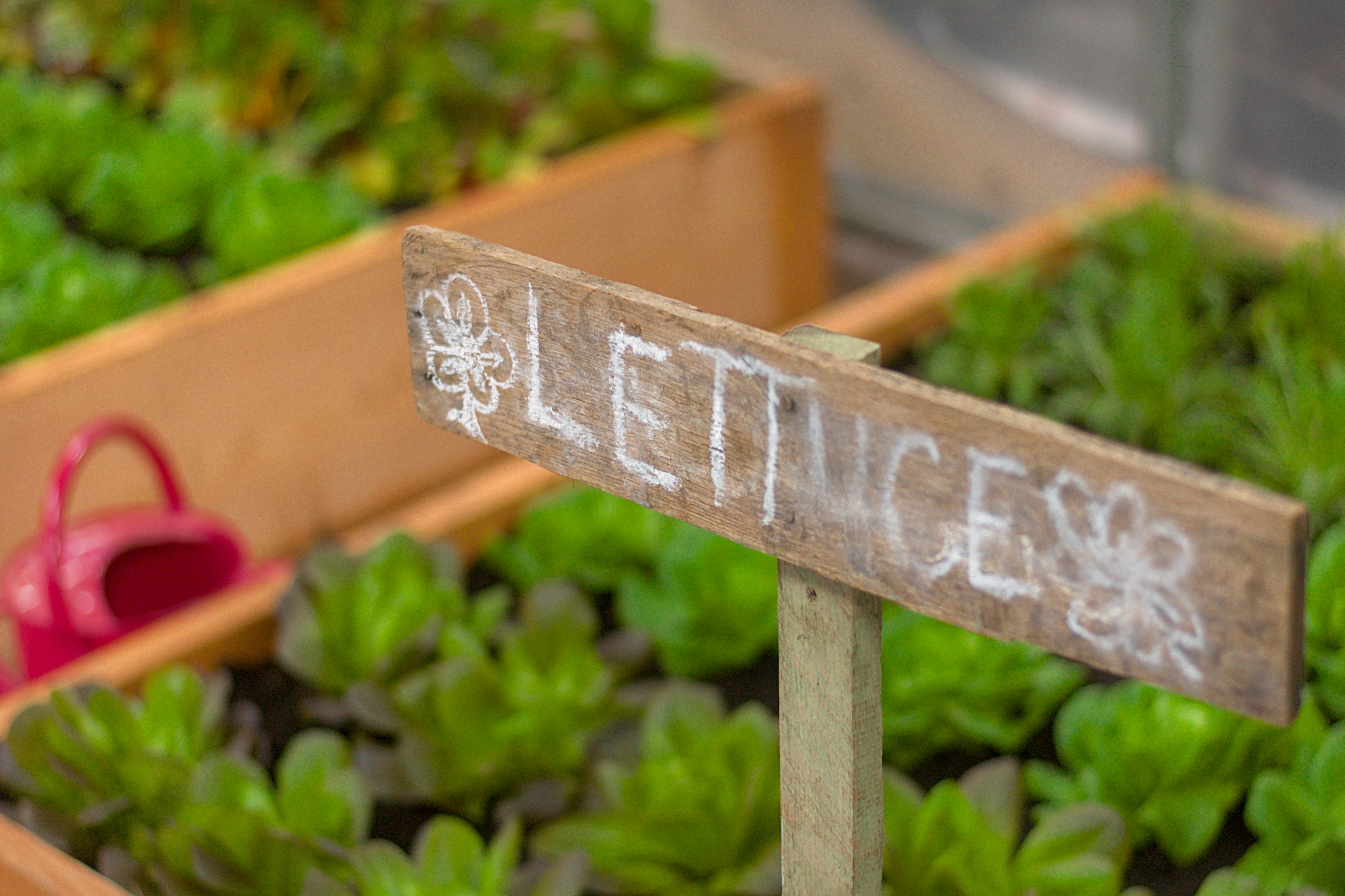 How to Grow Lettuce — Heartfelt Good Luck Wishes for Gardeners