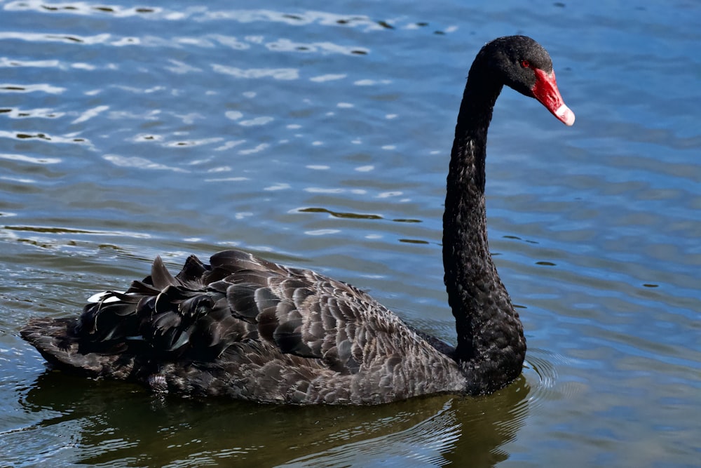 a black swan floating on top of a body of water