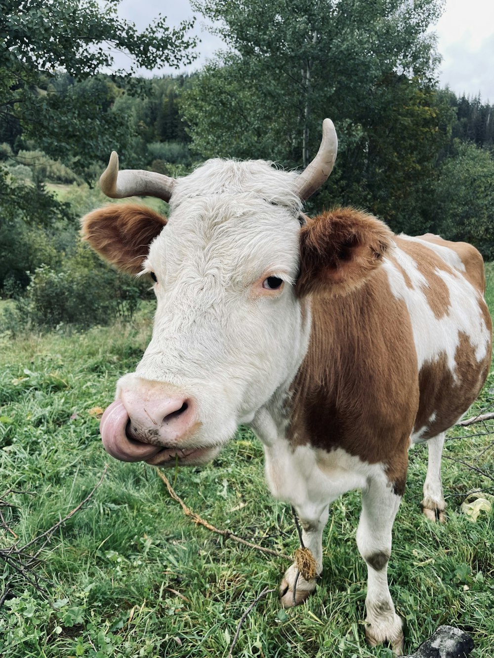 a brown and white cow standing on top of a lush green field