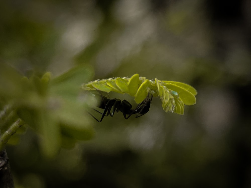 a close up of a plant with a bug on it