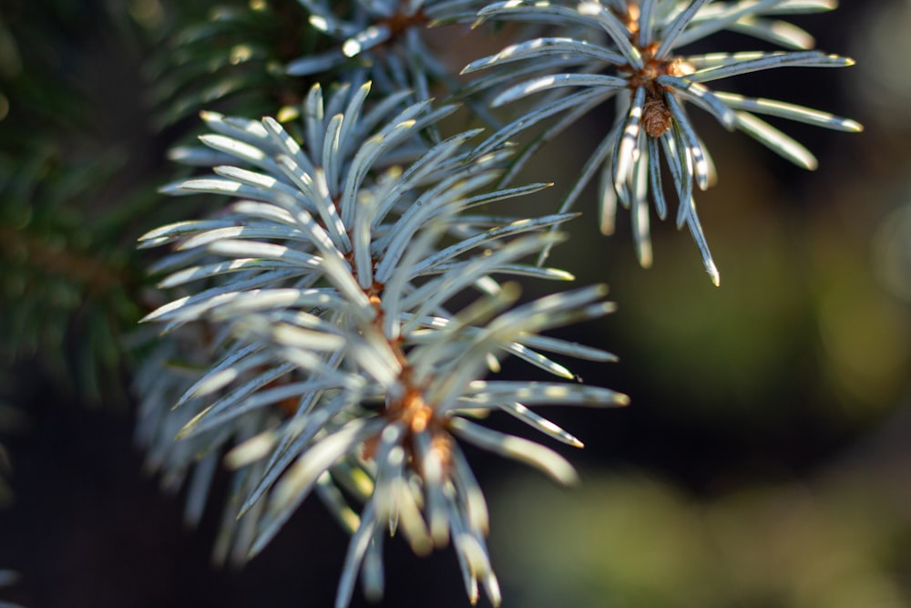 a close up of a pine tree branch