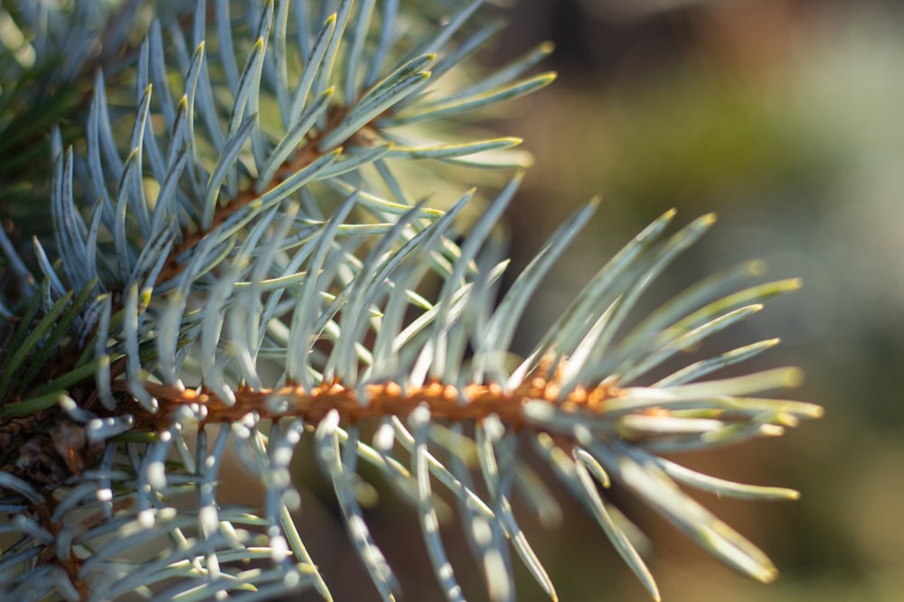 a close up of a pine tree branch