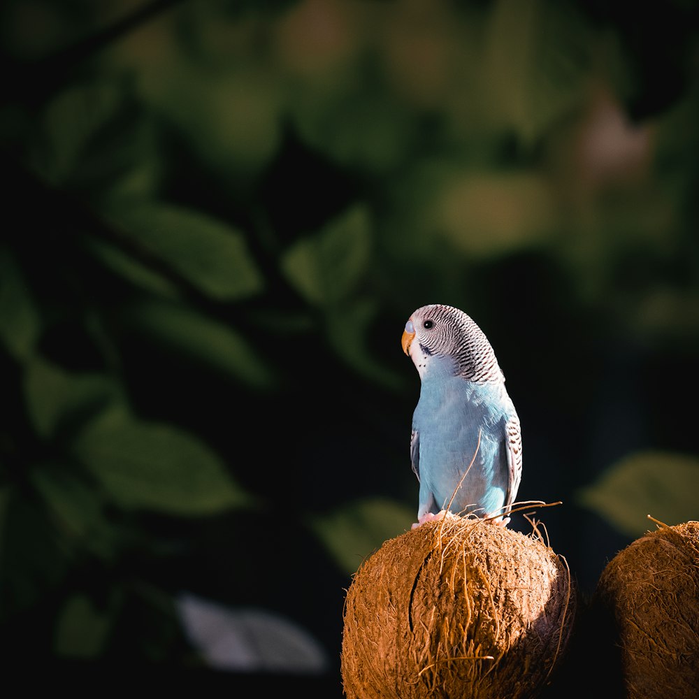 a blue bird sitting on top of a coconut