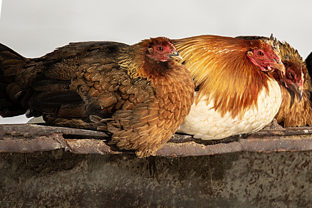 a group of chickens sitting on top of a cement wall