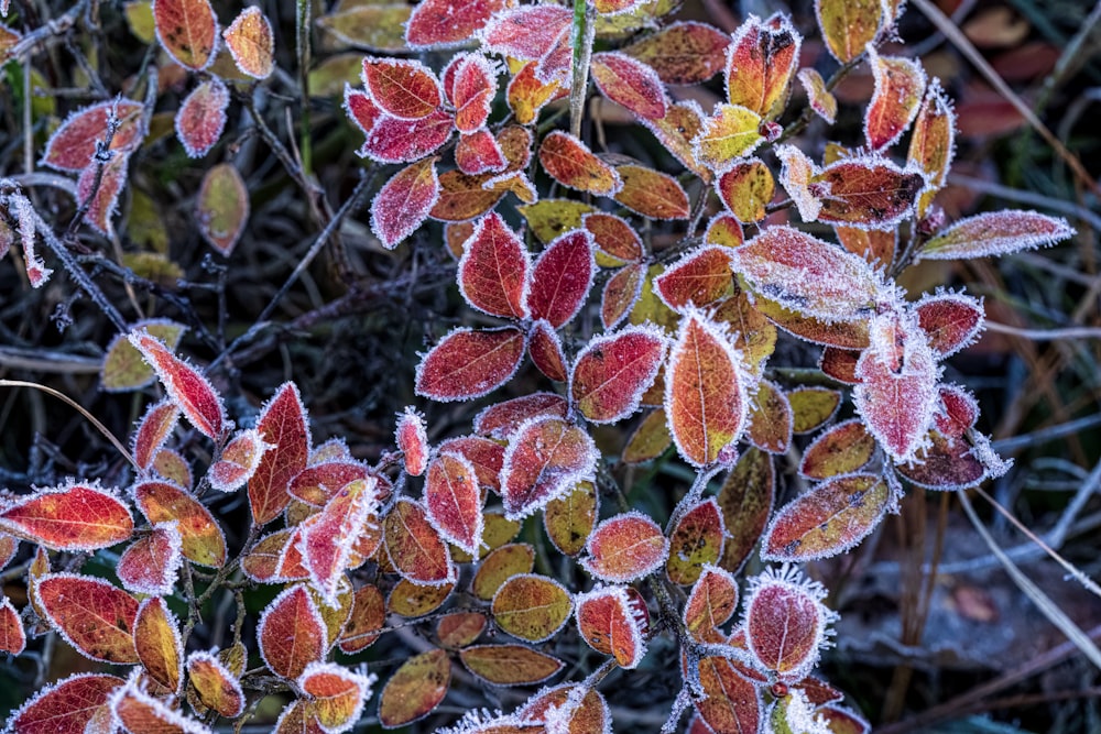 a close up of a plant with frost on it