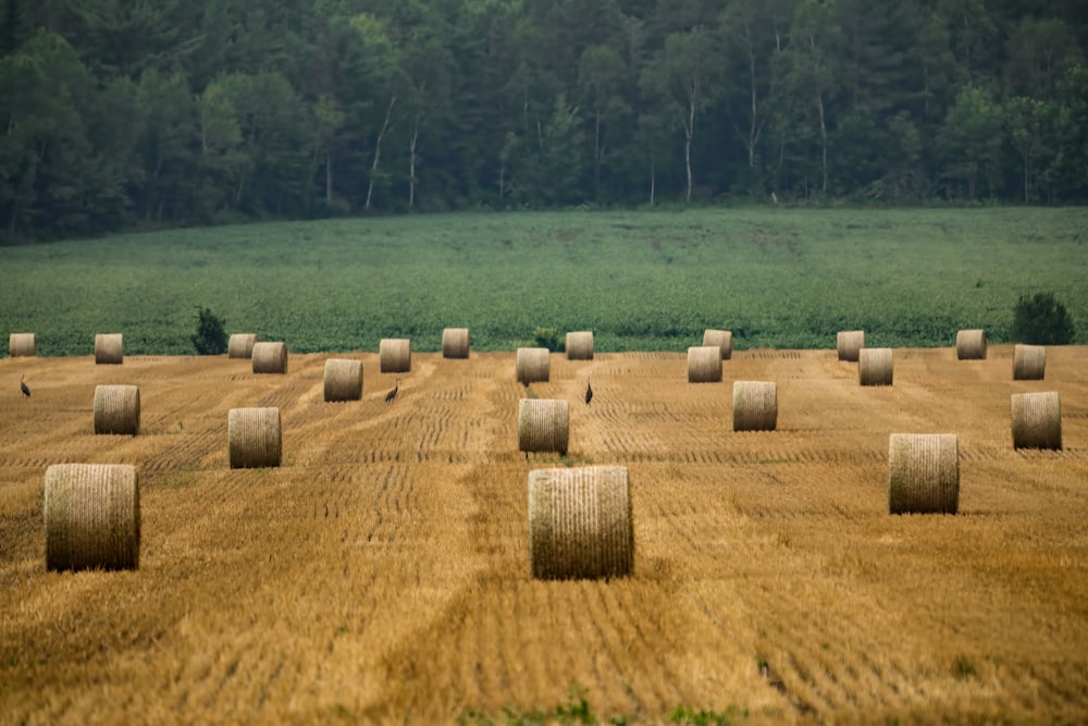 a field full of hay bales in the middle of the day
