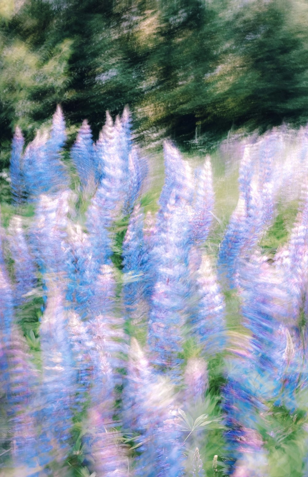 a blurry photo of a field of flowers