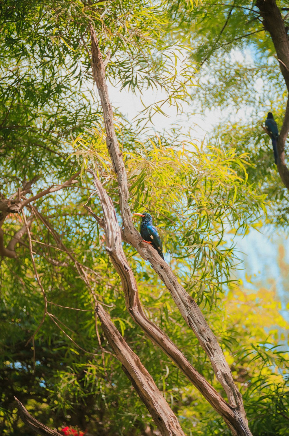 un par de pájaros sentados en lo alto de la rama de un árbol