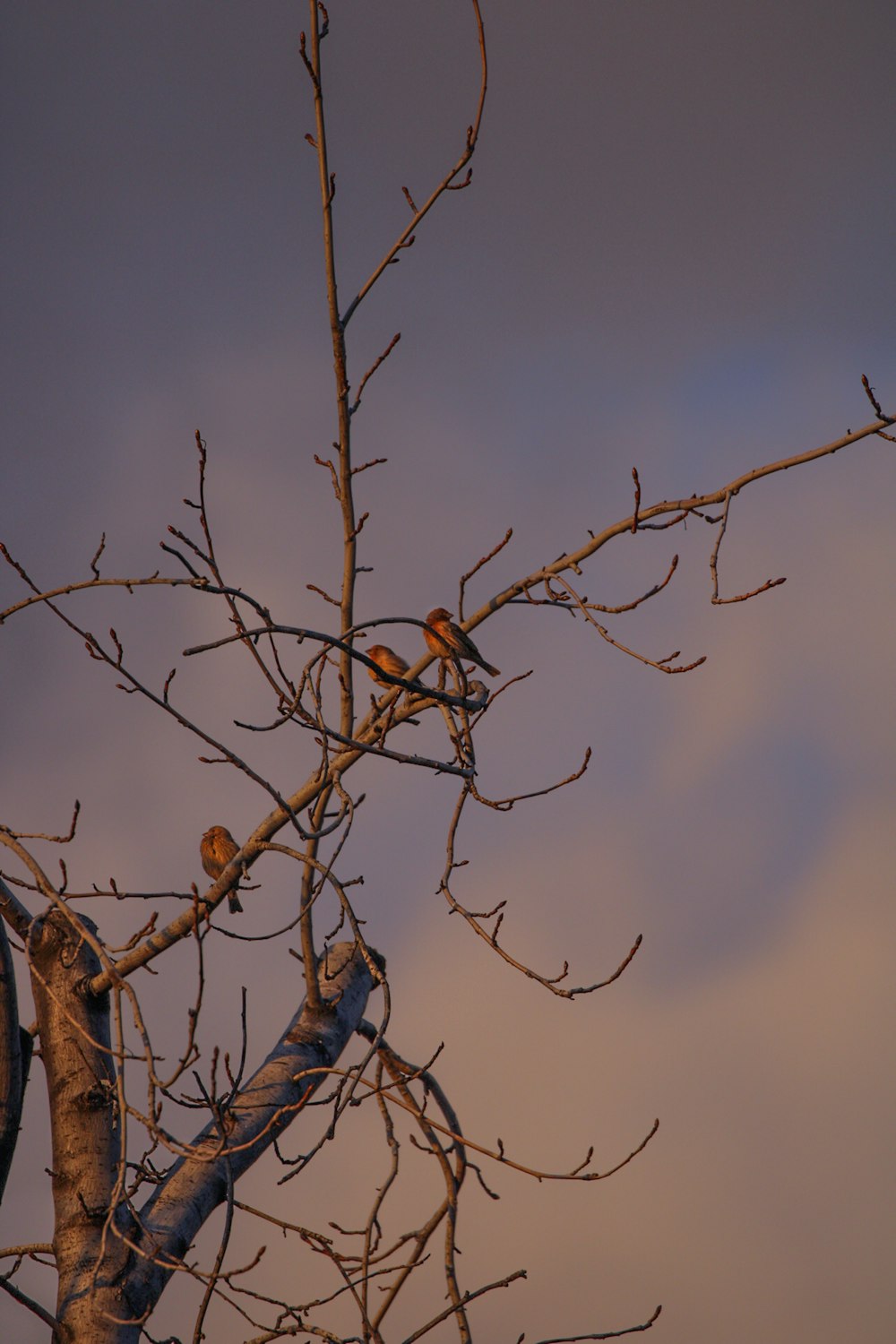 two birds are perched on the branches of a tree