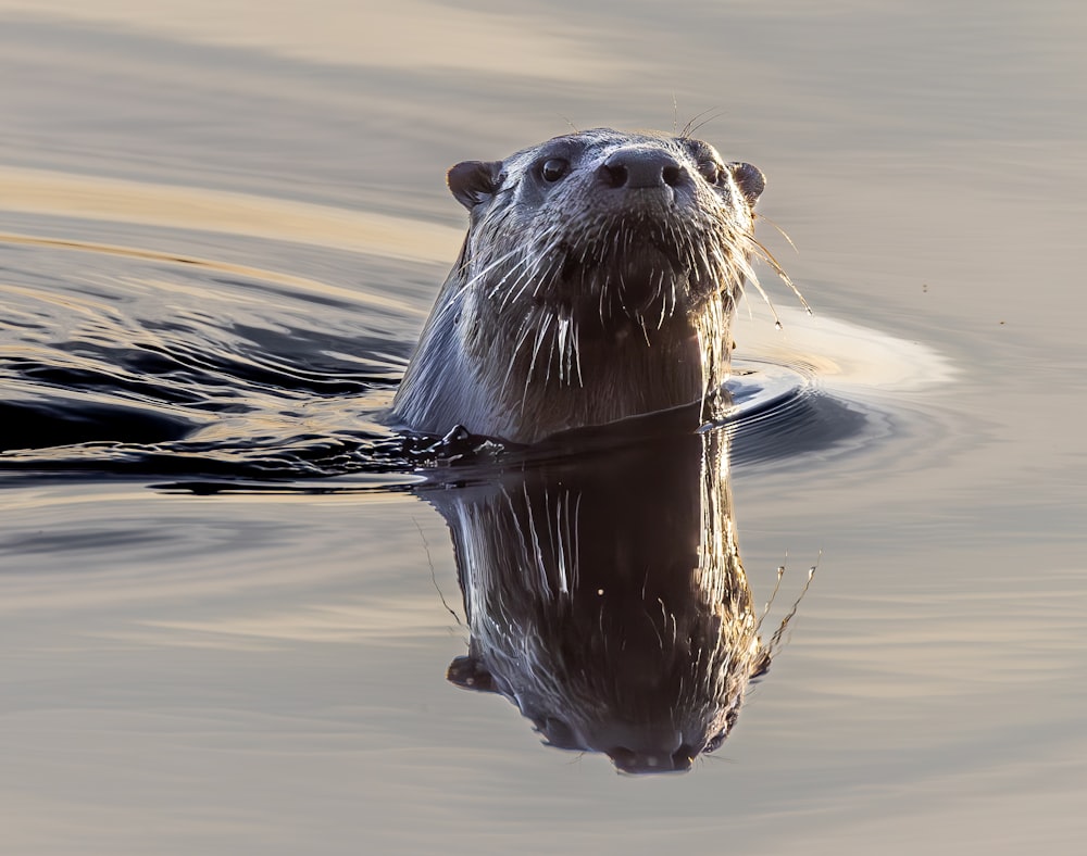 a close up of a small animal in the water