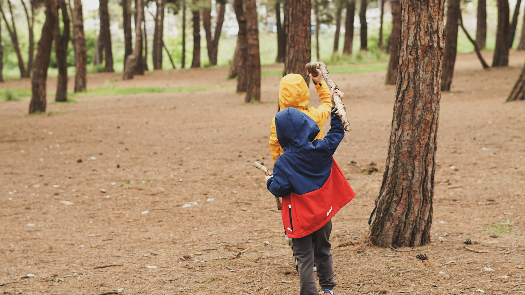 Two children explore a pine woodland, holding up a fallen branch.