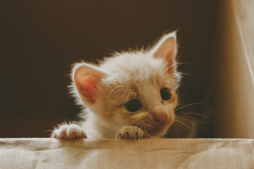 a small white kitten sitting on top of a cardboard box