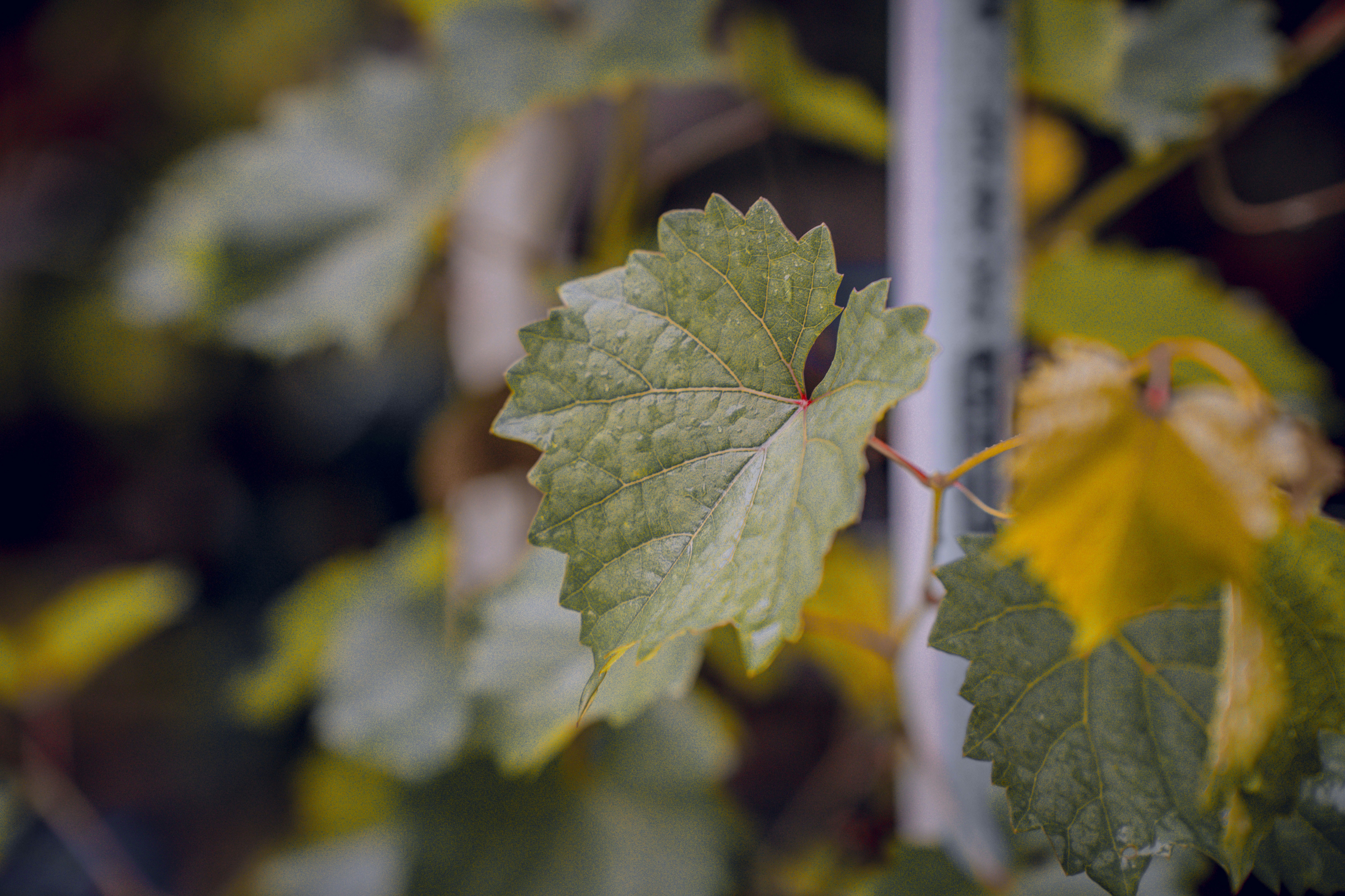 Photo by fiqihalfarish