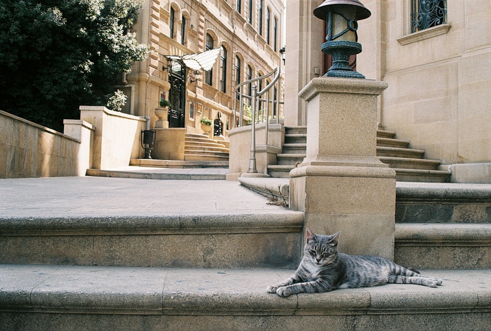 a cat laying on the steps of a building