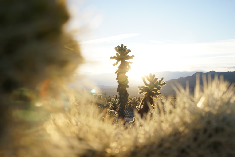 the sun shines through the branches of a cactus