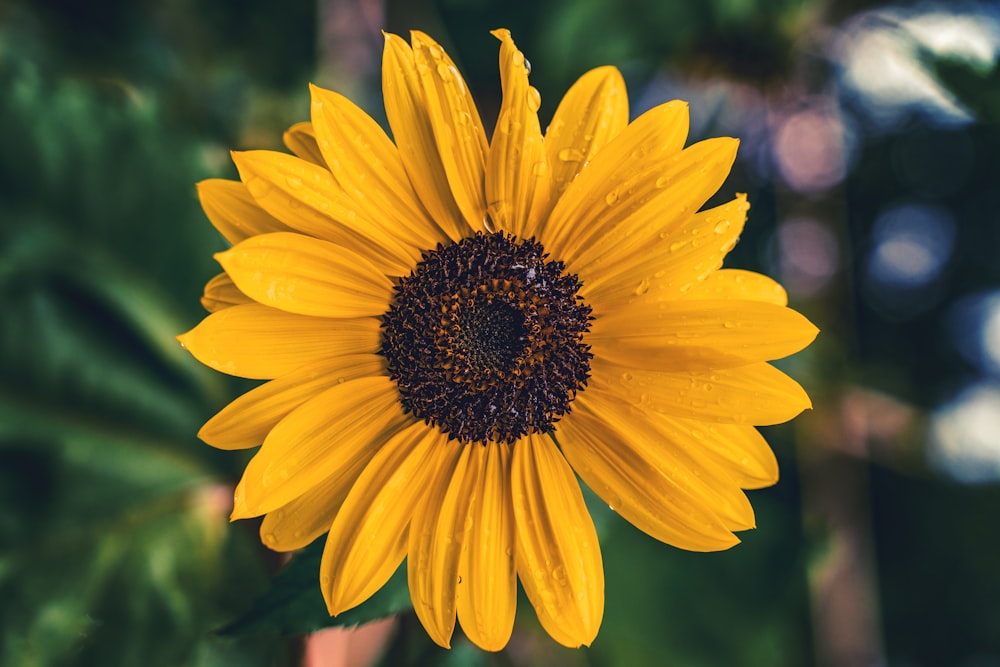 a large sunflower with water droplets on it's petals