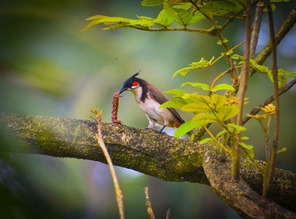 a small bird perched on a tree branch