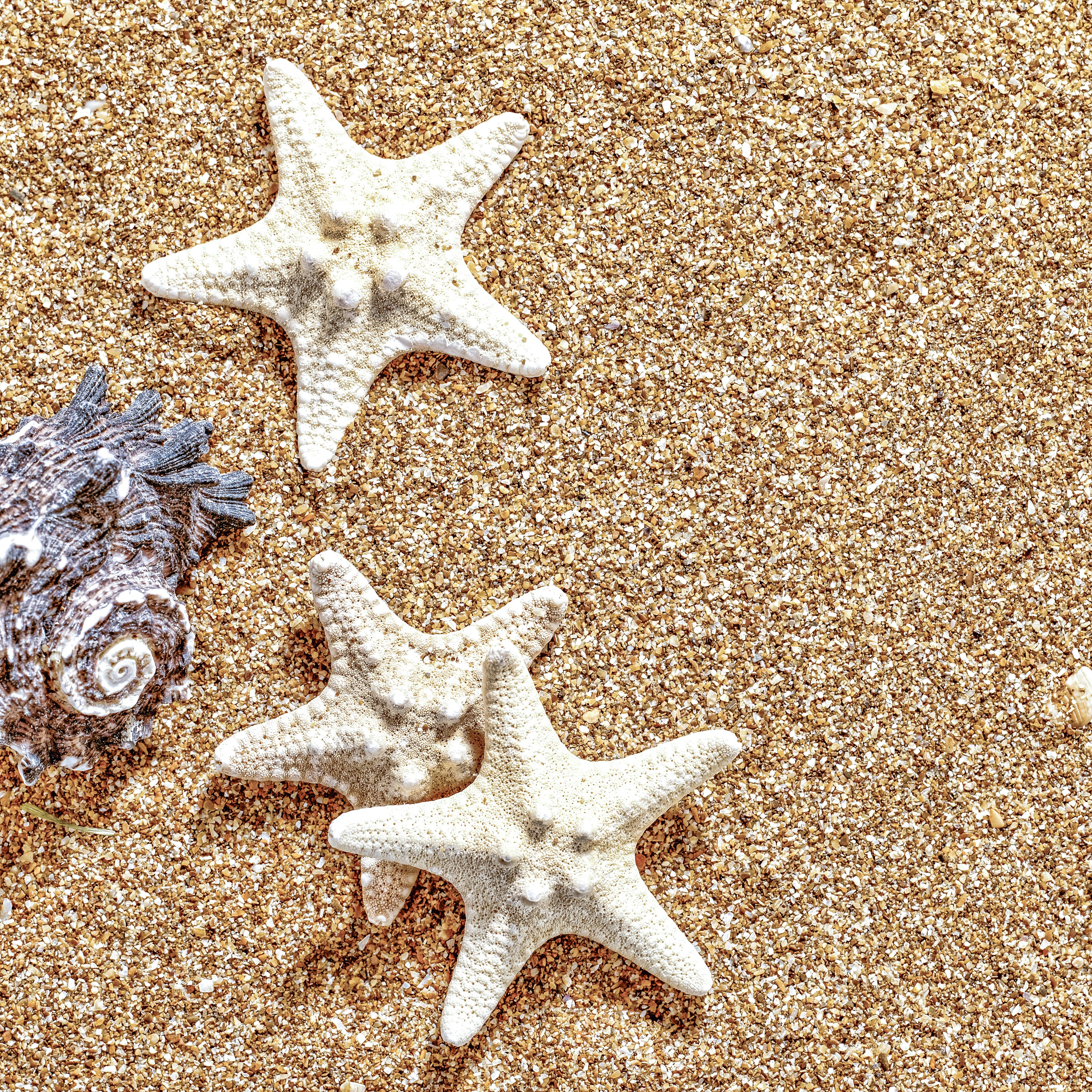 Drei Seesterne und ein Seeigel an einem Sandstrand