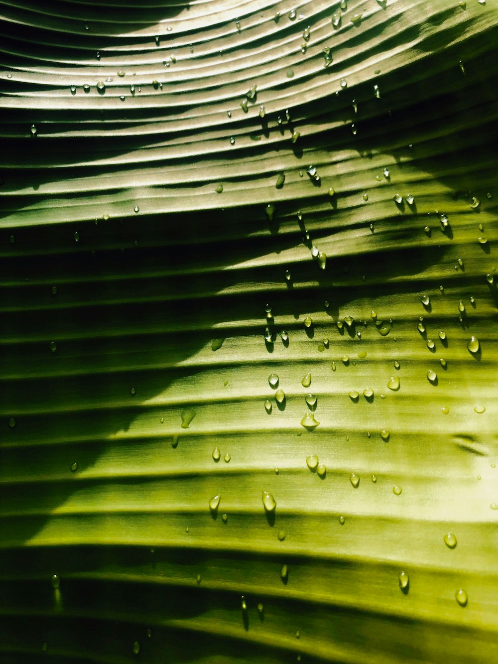 a banana leaf with water drops on it