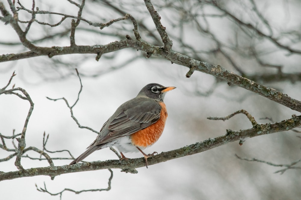 a small bird perched on a tree branch