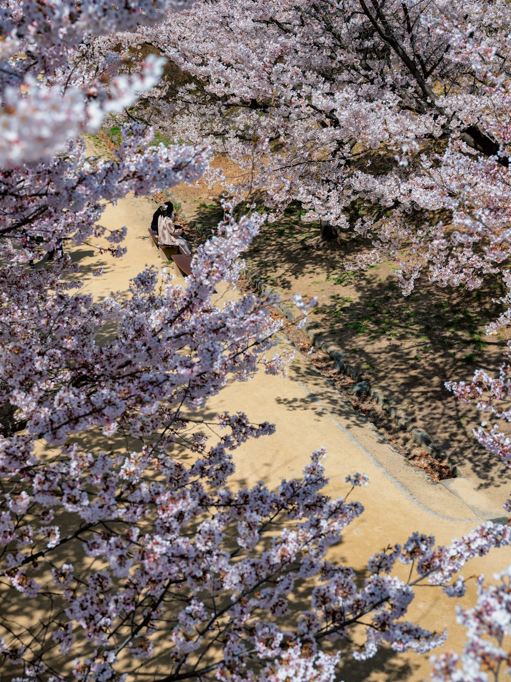 a bird sitting on a tree in a park