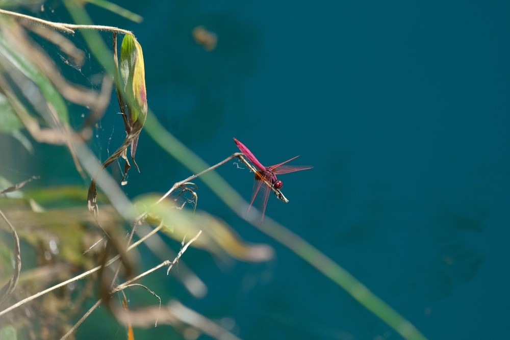 a red insect sitting on top of a plant next to a body of water
