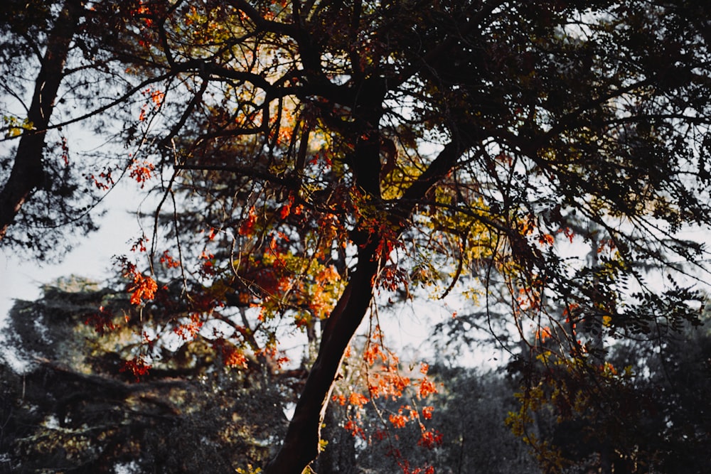 a tree with red and yellow leaves on it