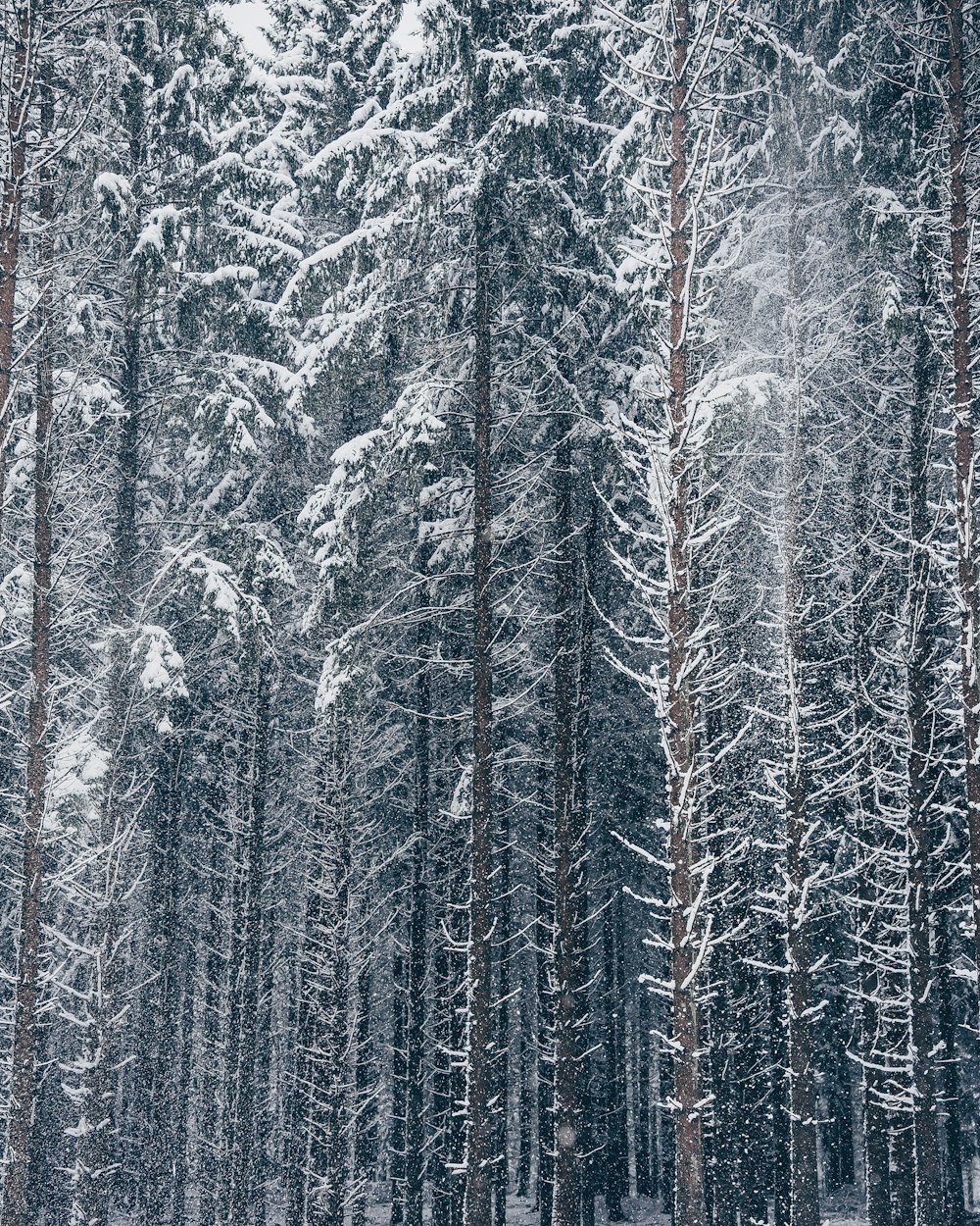 a forest filled with lots of snow covered trees