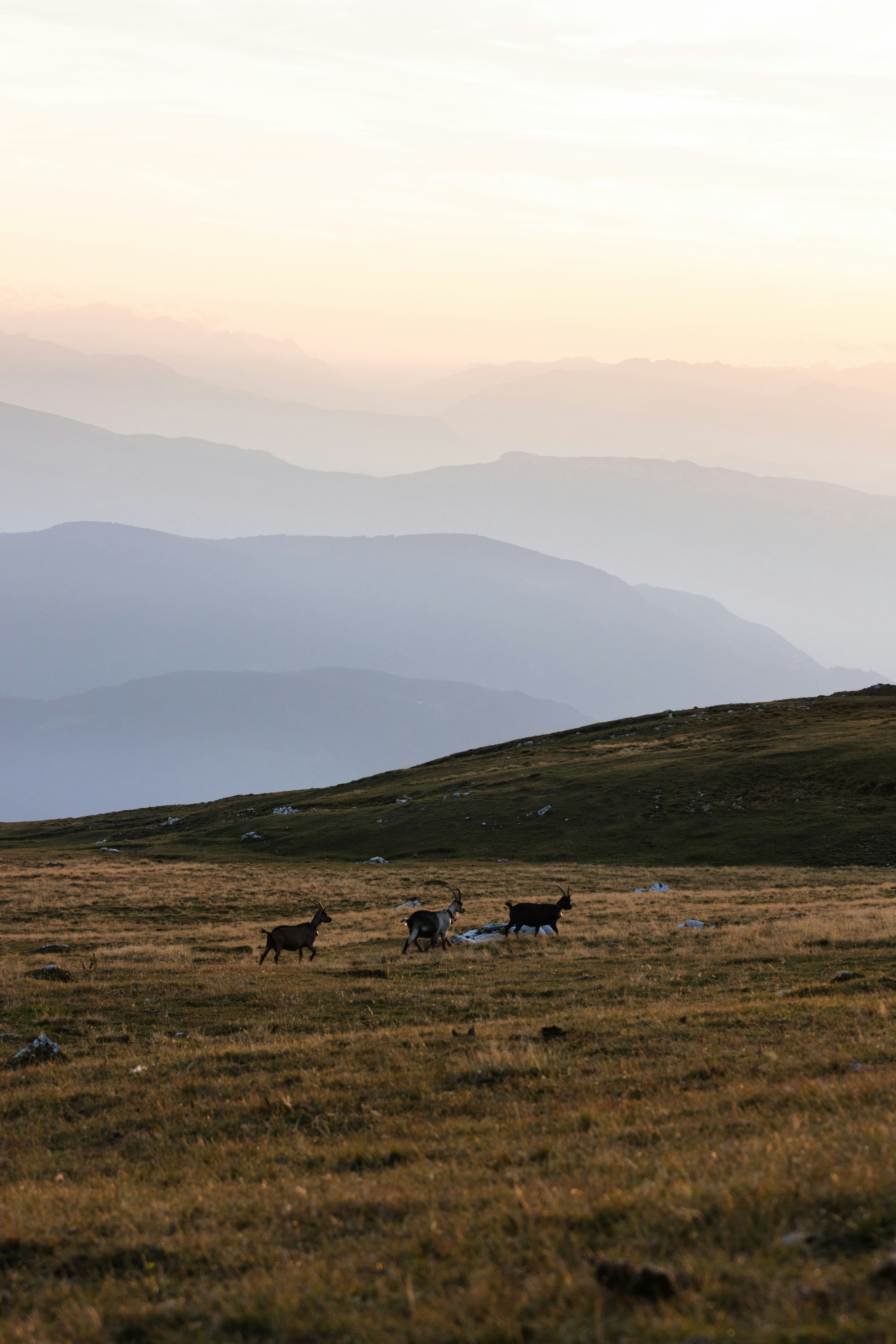 a herd of cattle walking across a grass covered field