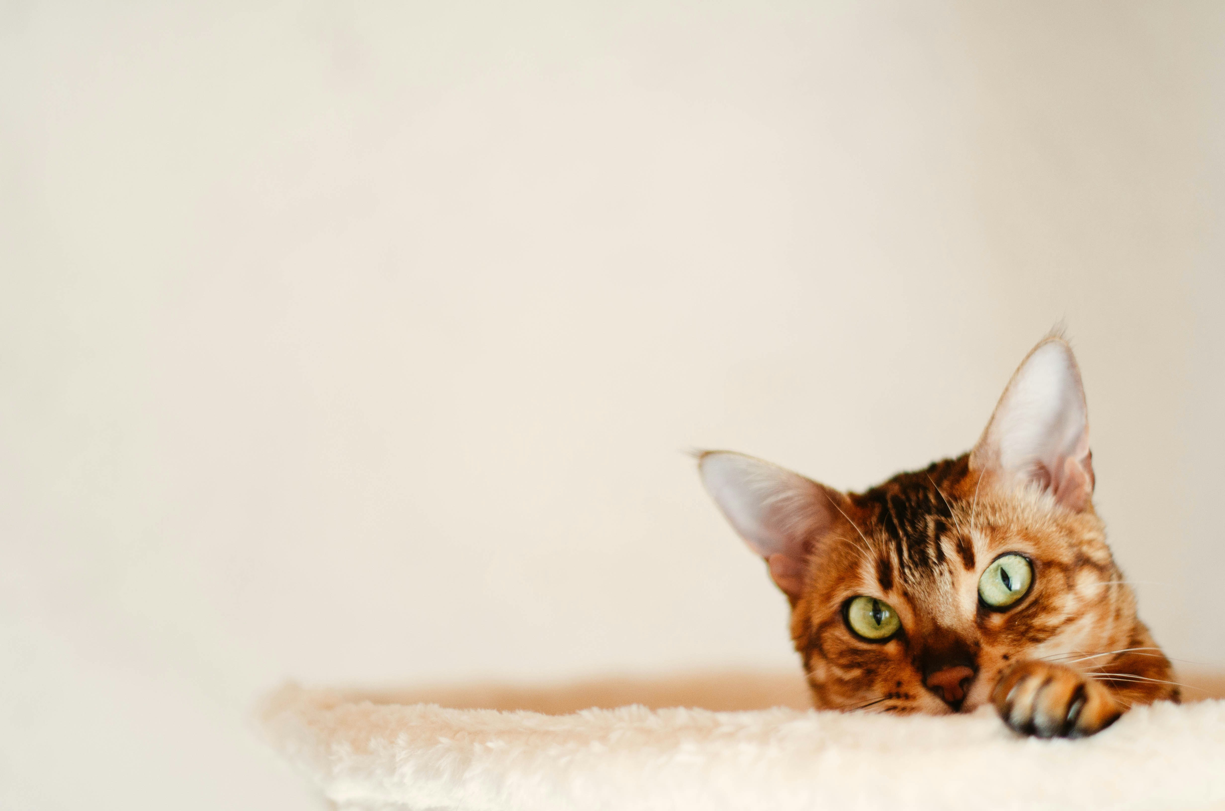 Photo by nika_benedictova