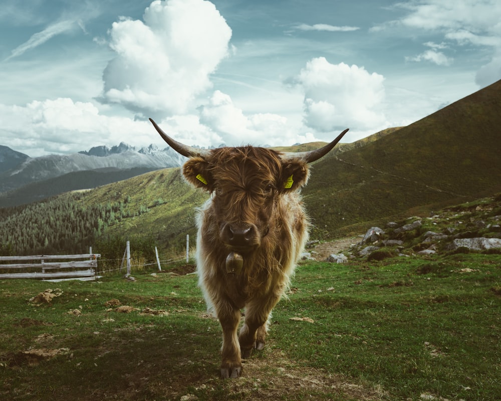 a long horn cow walking across a lush green hillside