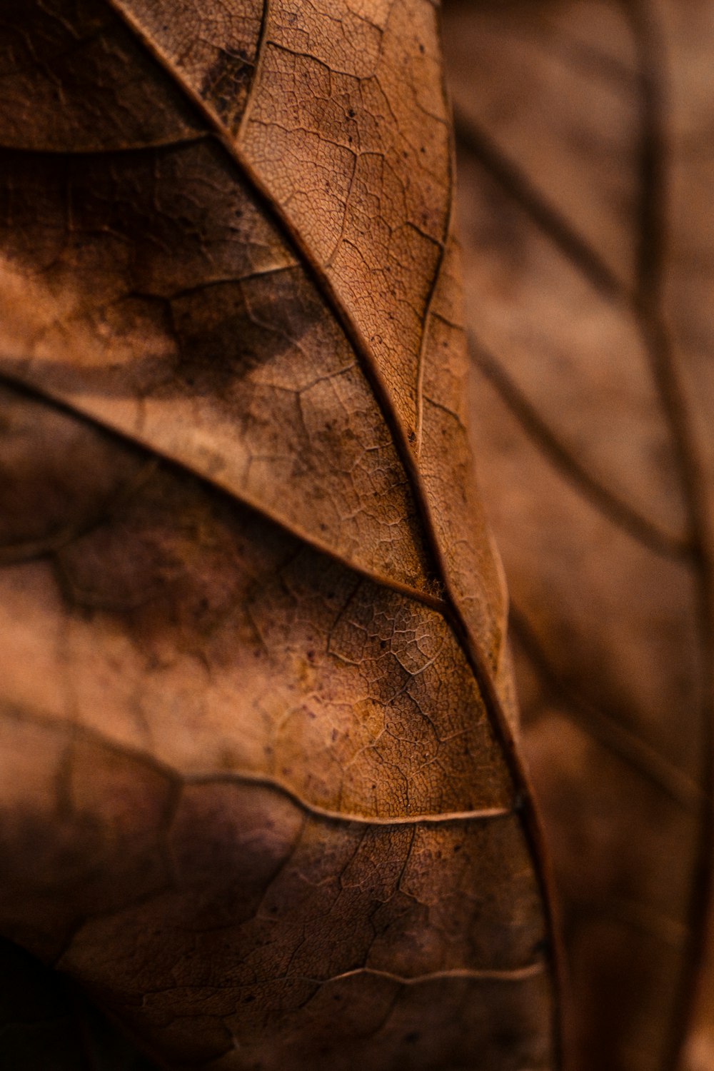 a close up of a brown leaf on a table