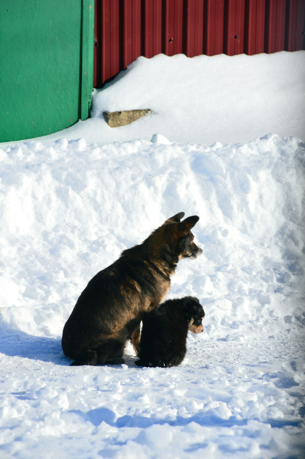 a dog and a cat sitting in the snow