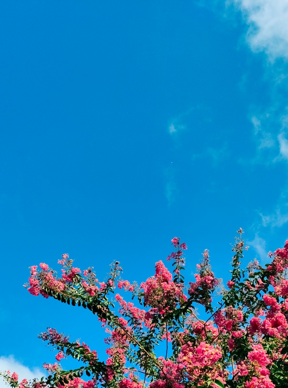 a blue sky with pink flowers in the foreground