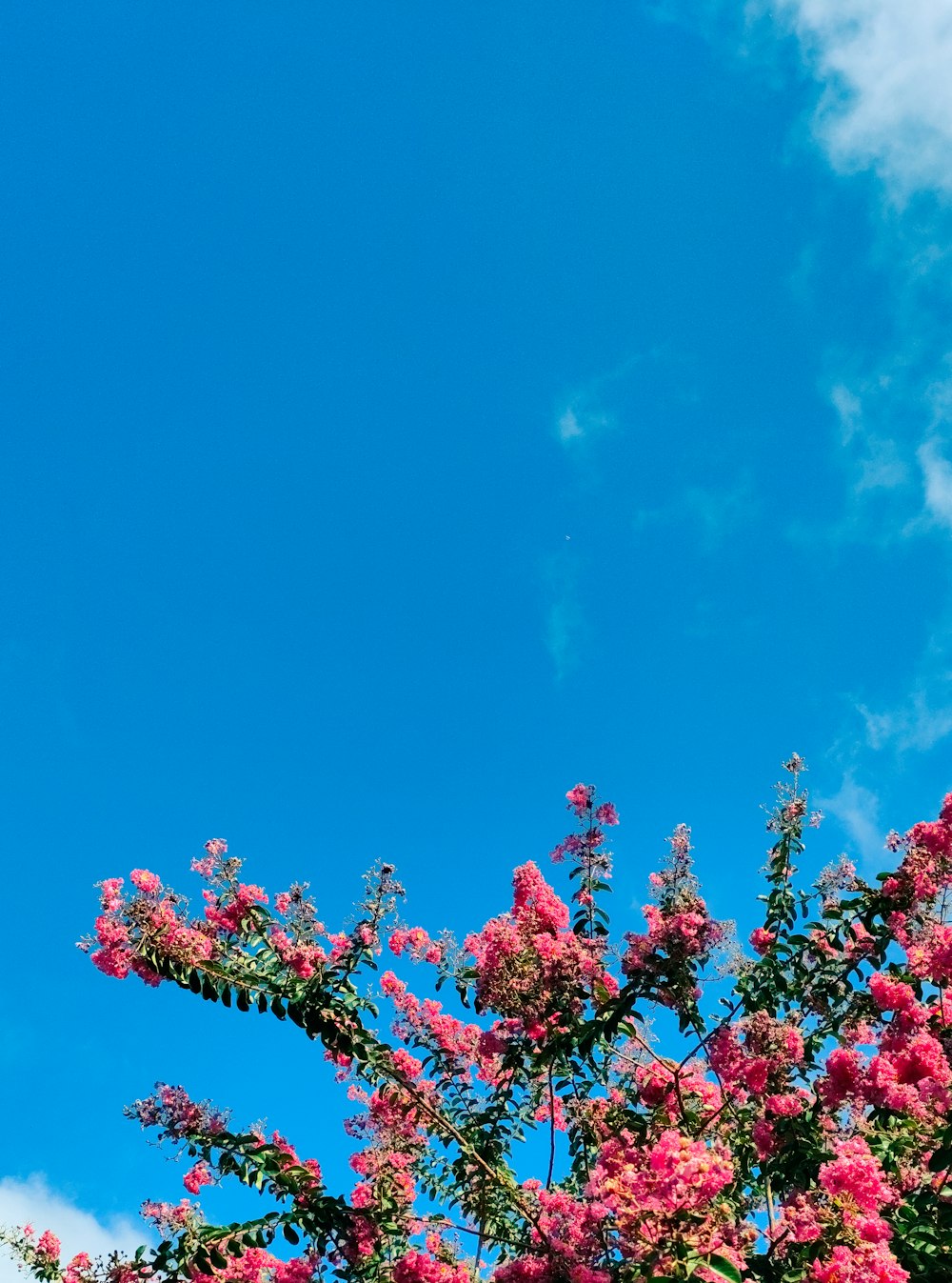 un cielo azul con flores rosas en primer plano