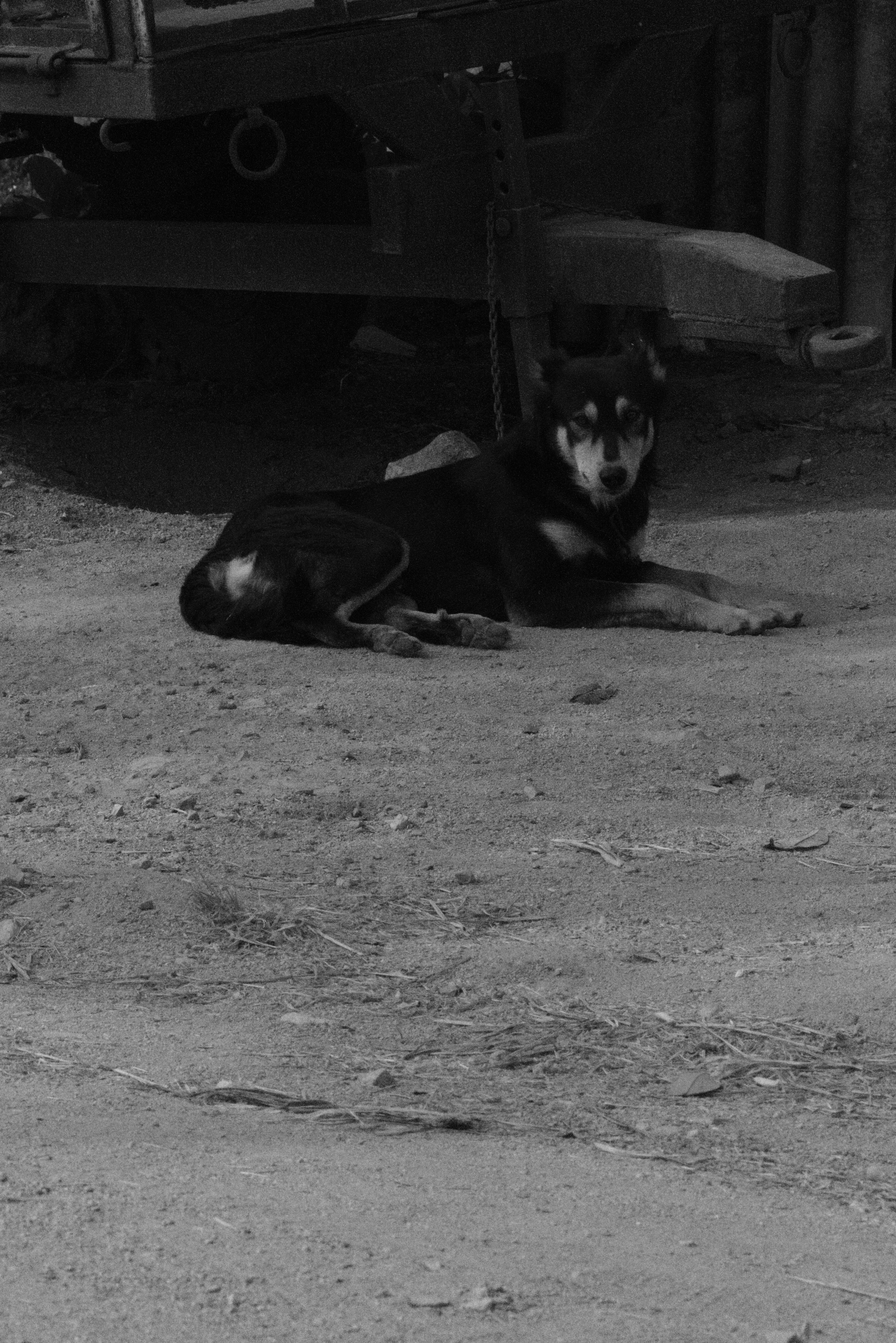 A black and white photo of a dog laying on the ground photo – Free ...