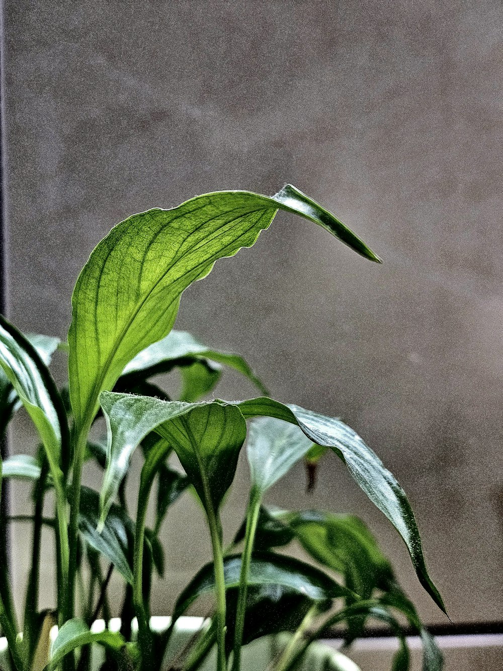 a potted plant with green leaves in front of a window