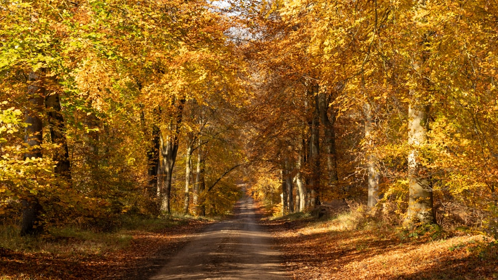 a dirt road surrounded by lots of trees