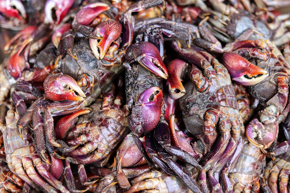 Un tas de crabes morts exposés à la vente